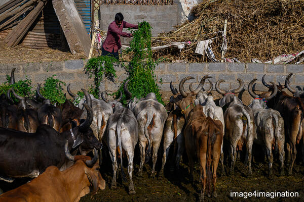 india gujarat - februari 2026